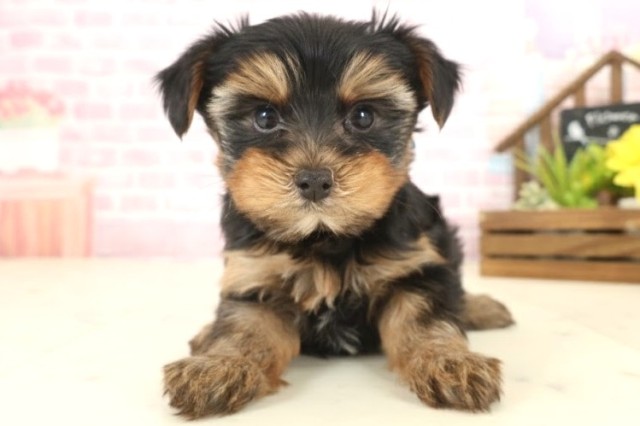 福岡県のヨークシャーテリア (Coo&RIKU福岡東店/2025年10月11日生まれ/男の子/スチールブルータン)の子犬の1枚目の画像