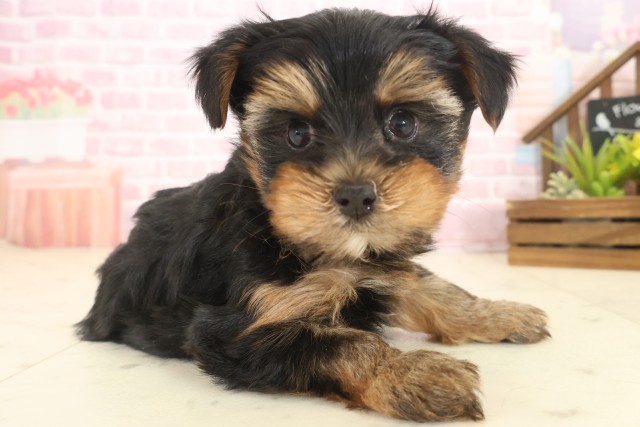 福岡県のヨークシャーテリア (Coo&RIKU福岡東店/2025年10月11日生まれ/男の子/スチールブルータン)の子犬の2枚目の画像