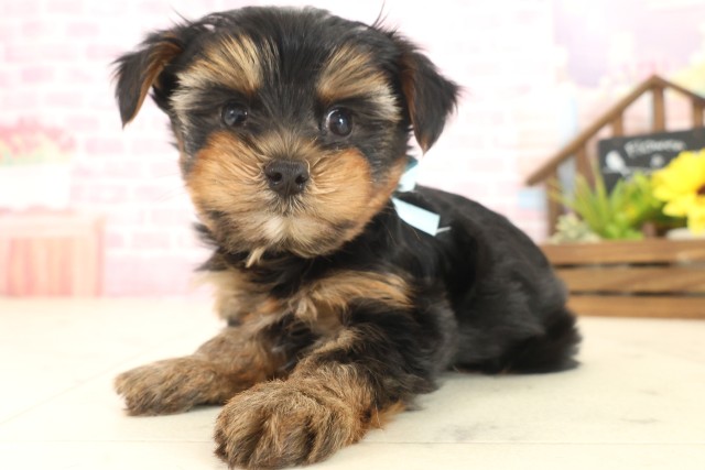 福岡県のヨークシャーテリア (Coo&RIKU福岡東店/2025年10月11日生まれ/男の子/スチールブルータン)の子犬の3枚目の画像