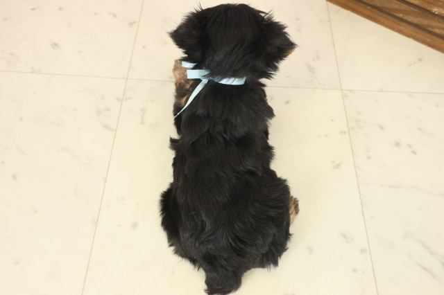 福岡県のヨークシャーテリア (Coo&RIKU福岡東店/2025年10月11日生まれ/男の子/スチールブルータン)の子犬の4枚目の画像