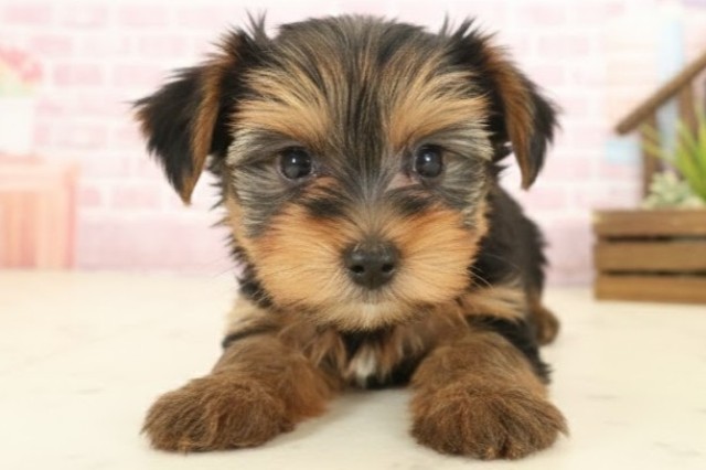 沖縄県のヨークシャーテリア (Coo&RIKU沖縄浦添店/2025年10月11日生まれ/女の子/スチールブルータン)の子犬の1枚目の画像