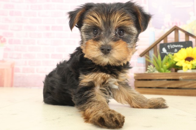 沖縄県のヨークシャーテリア (Coo&RIKU沖縄浦添店/2025年10月11日生まれ/女の子/スチールブルータン)の子犬の2枚目の画像