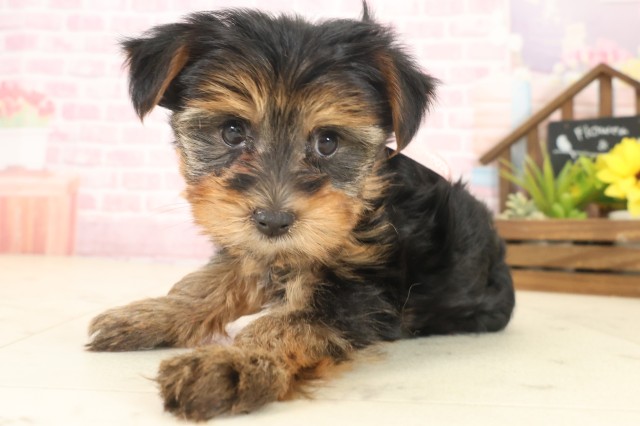 沖縄県のヨークシャーテリア (Coo&RIKU沖縄浦添店/2025年10月11日生まれ/女の子/スチールブルータン)の子犬の3枚目の画像