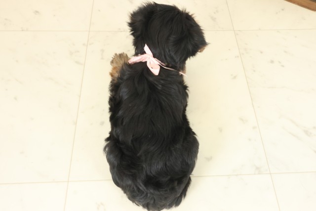 沖縄県のヨークシャーテリア (Coo&RIKU沖縄浦添店/2025年10月11日生まれ/女の子/スチールブルータン)の子犬の4枚目の画像