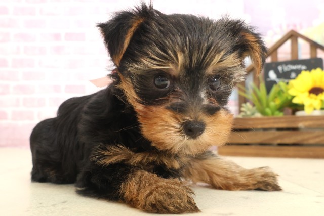 福岡県のヨークシャーテリア (Coo&RIKU大牟田店/2025年10月11日生まれ/女の子/スチールブルータン)の子犬の2枚目の画像