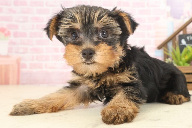 福岡県のヨークシャーテリア (Coo&RIKU大牟田店/2025年10月11日生まれ/女の子/スチールブルータン)の子犬の3枚目の画像