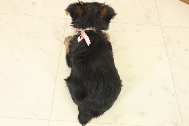 福岡県のヨークシャーテリア (Coo&RIKU大牟田店/2025年10月11日生まれ/女の子/スチールブルータン)の子犬の4枚目の画像