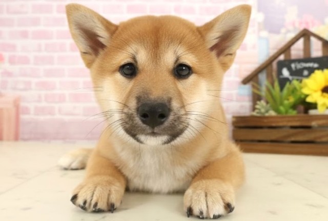 岡山県の柴犬(標準サイズ) (Coo&RIKU岡山店/2025年10月12日生まれ/男の子/赤)の子犬の1枚目の画像