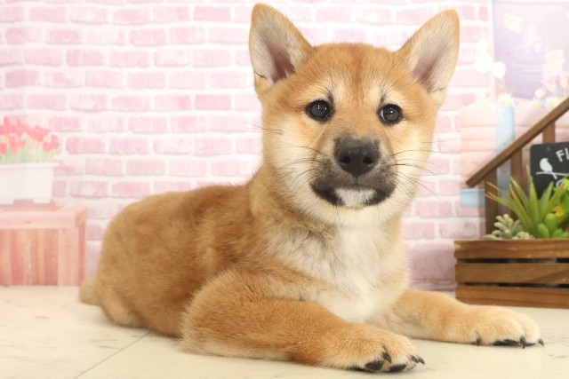 岡山県の柴犬(標準サイズ) (Coo&RIKU岡山店/2025年10月12日生まれ/男の子/赤)の子犬の2枚目の画像