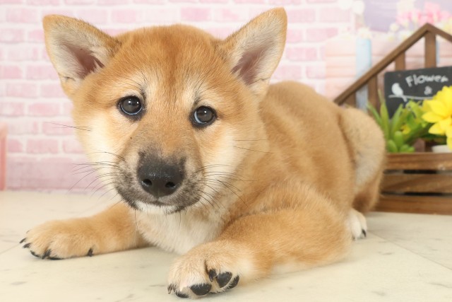 岡山県の柴犬(標準サイズ) (Coo&RIKU岡山店/2025年10月12日生まれ/男の子/赤)の子犬の3枚目の画像