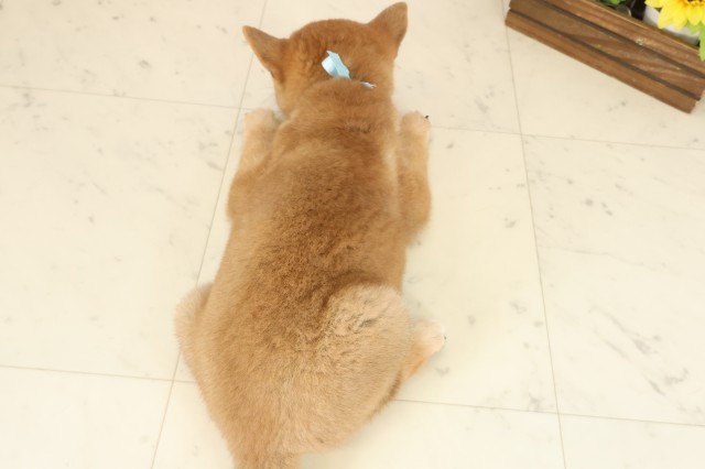 岡山県の柴犬(標準サイズ) (Coo&RIKU岡山店/2025年10月12日生まれ/男の子/赤)の子犬の4枚目の画像