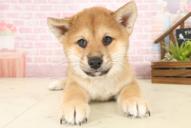 愛媛県の柴犬(標準サイズ) (Coo&RIKU愛媛松山店/2025年10月12日生まれ/男の子/赤)の子犬の1枚目の画像