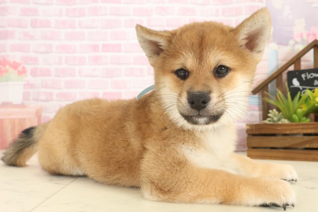 愛媛県の柴犬(標準サイズ) (Coo&RIKU愛媛松山店/2025年10月12日生まれ/男の子/赤)の子犬の2枚目の画像