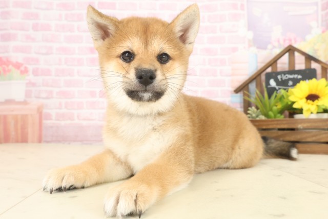 愛媛県の柴犬(標準サイズ) (Coo&RIKU愛媛松山店/2025年10月12日生まれ/男の子/赤)の子犬の3枚目の画像