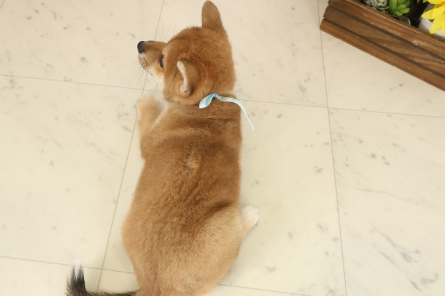 愛媛県の柴犬(標準サイズ) (Coo&RIKU愛媛松山店/2025年10月12日生まれ/男の子/赤)の子犬の4枚目の画像