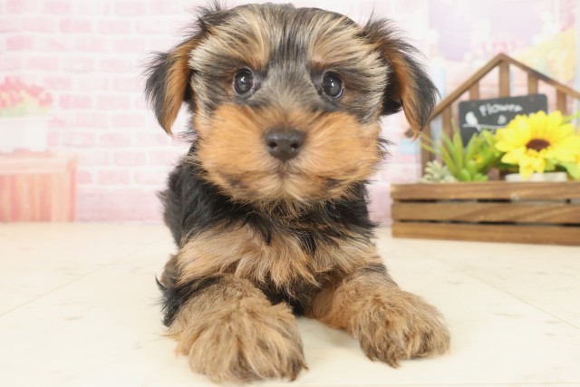 福岡県のヨークシャーテリア (Coo&RIKU小倉店/2025年10月12日生まれ/男の子/スチールブルータン)の子犬の1枚目の画像