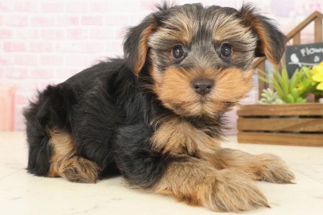 福岡県のヨークシャーテリア (Coo&RIKU小倉店/2025年10月12日生まれ/男の子/スチールブルータン)の子犬の2枚目の画像