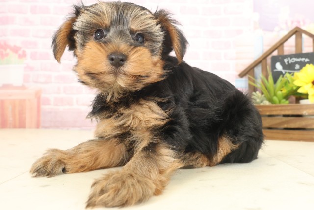 福岡県のヨークシャーテリア (Coo&RIKU小倉店/2025年10月12日生まれ/男の子/スチールブルータン)の子犬の3枚目の画像