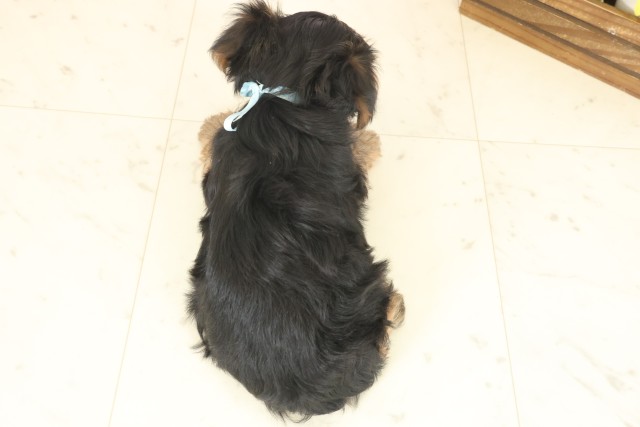 福岡県のヨークシャーテリア (Coo&RIKU小倉店/2025年10月12日生まれ/男の子/スチールブルータン)の子犬の4枚目の画像