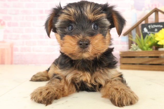 佐賀県のヨークシャーテリア (Coo&RIKU佐賀神埼店/2025年10月12日生まれ/女の子/スチールブルータン)の子犬の1枚目の画像
