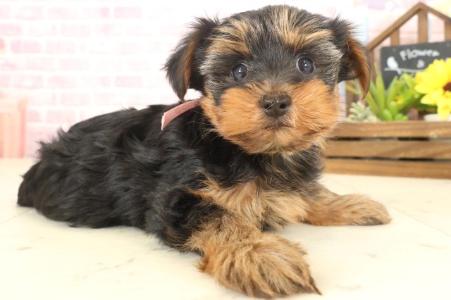 佐賀県のヨークシャーテリア (Coo&RIKU佐賀神埼店/2025年10月12日生まれ/女の子/スチールブルータン)の子犬の2枚目の画像