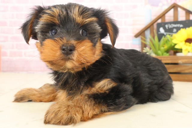 佐賀県のヨークシャーテリア (Coo&RIKU佐賀神埼店/2025年10月12日生まれ/女の子/スチールブルータン)の子犬の3枚目の画像