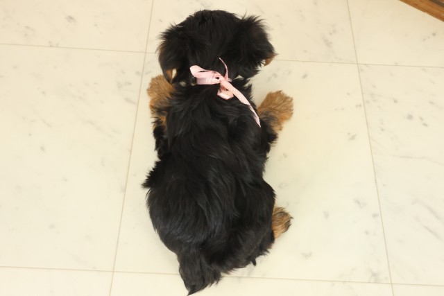 佐賀県のヨークシャーテリア (Coo&RIKU佐賀神埼店/2025年10月12日生まれ/女の子/スチールブルータン)の子犬の4枚目の画像