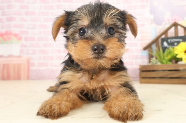 熊本県のヨークシャーテリア (Coo&RIKUカリーノ菊陽店/2025年10月12日生まれ/女の子/スチールブルータン)の子犬の1枚目の画像