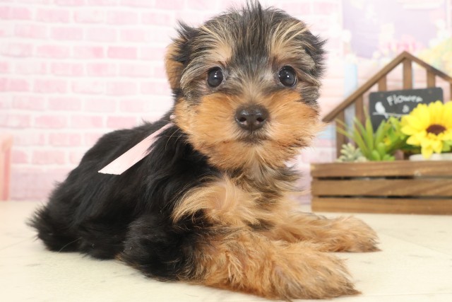 熊本県のヨークシャーテリア (Coo&RIKUカリーノ菊陽店/2025年10月12日生まれ/女の子/スチールブルータン)の子犬の2枚目の画像