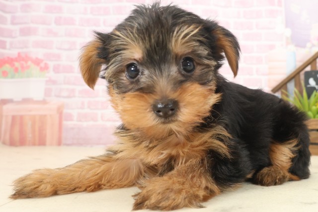 熊本県のヨークシャーテリア (Coo&RIKUカリーノ菊陽店/2025年10月12日生まれ/女の子/スチールブルータン)の子犬の3枚目の画像