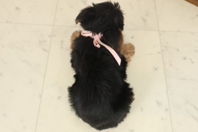 熊本県のヨークシャーテリア (Coo&RIKUカリーノ菊陽店/2025年10月12日生まれ/女の子/スチールブルータン)の子犬の4枚目の画像