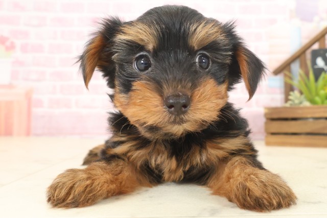 沖縄県のヨークシャーテリア (Coo&RIKUイーアス沖縄豊崎店/2025年10月12日生まれ/女の子/スチールブルータン)の子犬の1枚目の画像