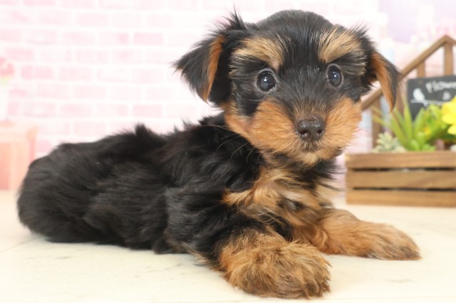 沖縄県のヨークシャーテリア (Coo&RIKUイーアス沖縄豊崎店/2025年10月12日生まれ/女の子/スチールブルータン)の子犬の2枚目の画像