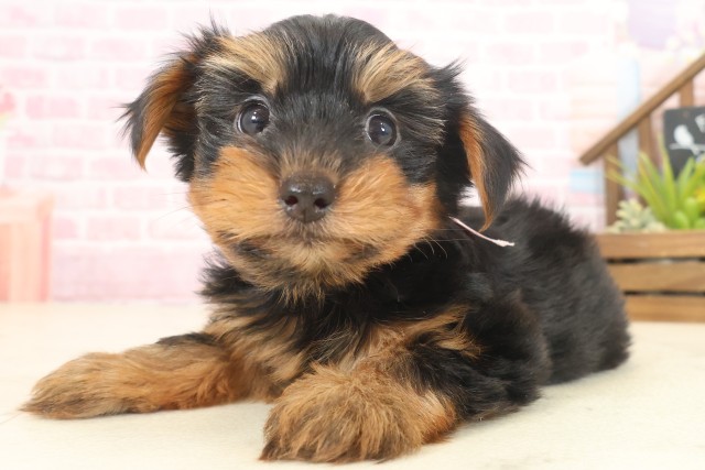 沖縄県のヨークシャーテリア (Coo&RIKUイーアス沖縄豊崎店/2025年10月12日生まれ/女の子/スチールブルータン)の子犬の3枚目の画像