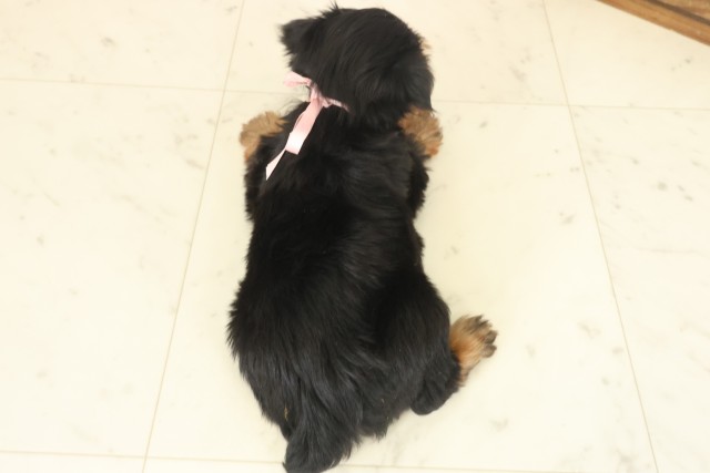 沖縄県のヨークシャーテリア (Coo&RIKUイーアス沖縄豊崎店/2025年10月12日生まれ/女の子/スチールブルータン)の子犬の4枚目の画像