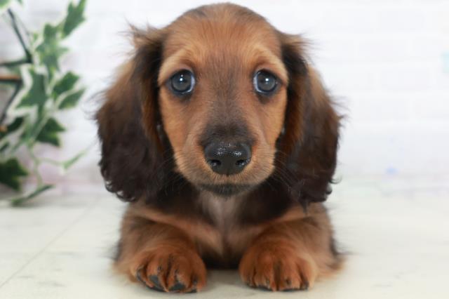 島根県のカニンヘンダックスフンド(ロング) (Coo&RIKU出雲店/2025年10月9日生まれ/男の子/シェーデットレッド)の子犬の1枚目の画像