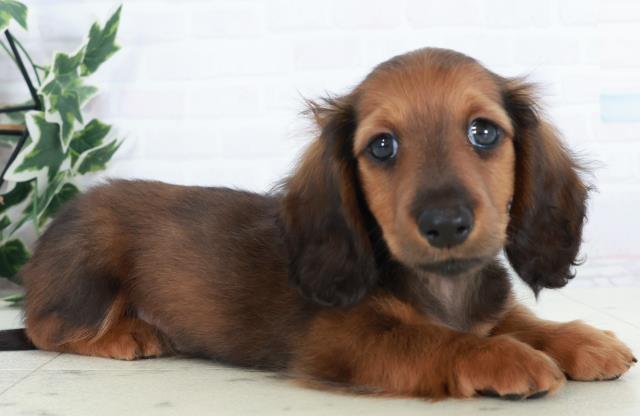 島根県のカニンヘンダックスフンド(ロング) (Coo&RIKU出雲店/2025年10月9日生まれ/男の子/シェーデットレッド)の子犬の2枚目の画像