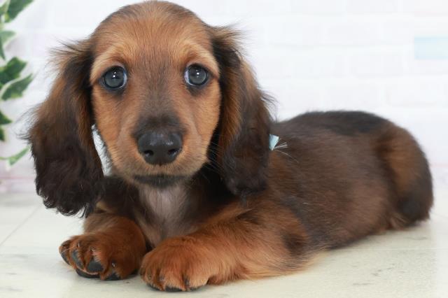 島根県のカニンヘンダックスフンド(ロング) (Coo&RIKU出雲店/2025年10月9日生まれ/男の子/シェーデットレッド)の子犬の3枚目の画像