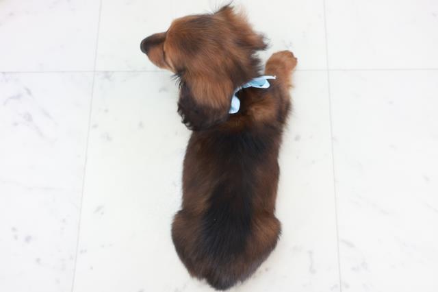 島根県のカニンヘンダックスフンド(ロング) (Coo&RIKU出雲店/2025年10月9日生まれ/男の子/シェーデットレッド)の子犬の4枚目の画像