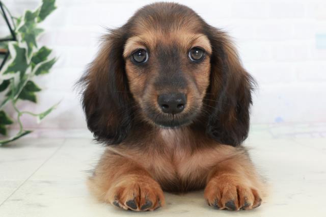 高知県のカニンヘンダックスフンド(ロング) (Coo&RIKU高知御座店/2025年10月9日生まれ/男の子/シェーデットレッド)の子犬の1枚目の画像