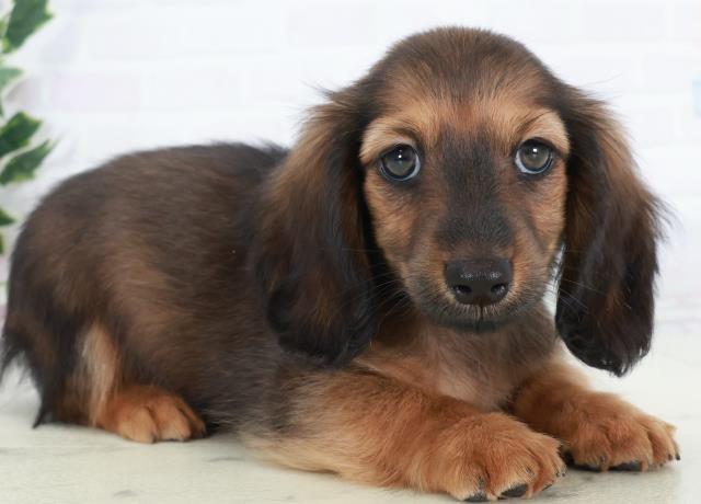 高知県のカニンヘンダックスフンド(ロング) (Coo&RIKU高知御座店/2025年10月9日生まれ/男の子/シェーデットレッド)の子犬の2枚目の画像