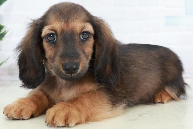 高知県のカニンヘンダックスフンド(ロング) (Coo&RIKU高知御座店/2025年10月9日生まれ/男の子/シェーデットレッド)の子犬の3枚目の画像