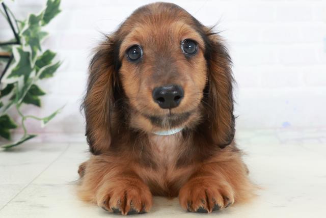 熊本県のカニンヘンダックスフンド(ロング) (Coo&RIKUイオンモール宇城店/2025年10月9日生まれ/男の子/シェーデットレッド)の子犬の1枚目の画像