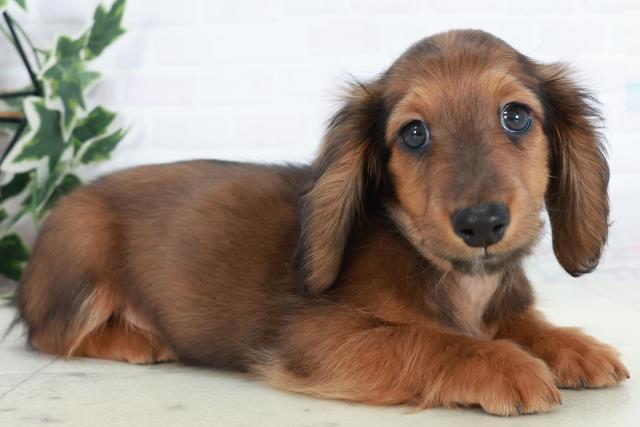 熊本県のカニンヘンダックスフンド(ロング) (Coo&RIKUイオンモール宇城店/2025年10月9日生まれ/男の子/シェーデットレッド)の子犬の2枚目の画像