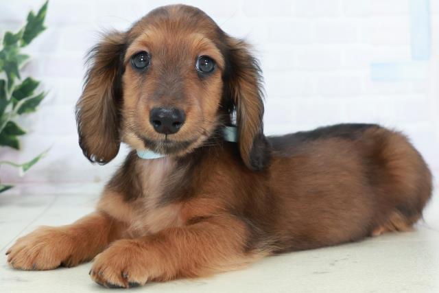 熊本県のカニンヘンダックスフンド(ロング) (Coo&RIKUイオンモール宇城店/2025年10月9日生まれ/男の子/シェーデットレッド)の子犬の3枚目の画像