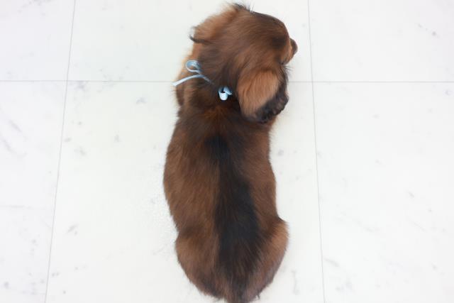 熊本県のカニンヘンダックスフンド(ロング) (Coo&RIKUイオンモール宇城店/2025年10月9日生まれ/男の子/シェーデットレッド)の子犬の4枚目の画像