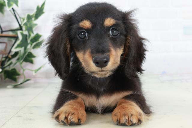 福岡県のカニンヘンダックスフンド(ロング) (Coo&RIKU黒崎店/2025年10月9日生まれ/男の子/ブラックタン)の子犬の1枚目の画像