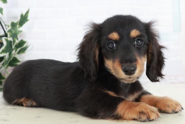 福岡県のカニンヘンダックスフンド(ロング) (Coo&RIKU黒崎店/2025年10月9日生まれ/男の子/ブラックタン)の子犬の2枚目の画像