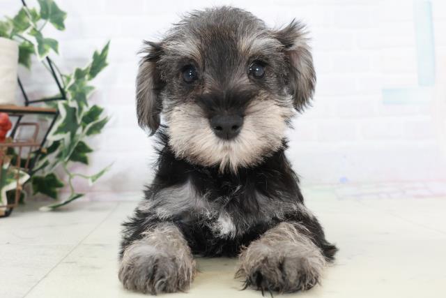 沖縄県のミニチュアシュナウザー (Coo&RIKUイオン北谷店/2025年10月10日生まれ/男の子/ソルトペッパー)の子犬の1枚目の画像