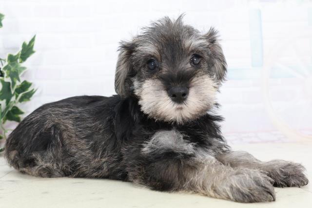 沖縄県のミニチュアシュナウザー (Coo&RIKUイオン北谷店/2025年10月10日生まれ/男の子/ソルトペッパー)の子犬の2枚目の画像